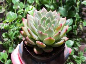 Echeveria La jolla (rooted with pot) | 拉霍亚爪 (已服盆)