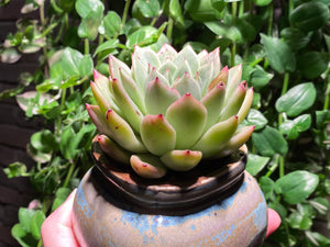 Echeveria La jolla (rooted with pot) | 拉霍亚爪 (已服盆)