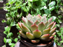 Load image into Gallery viewer, Echeveria La jolla (rooted with pot) | 拉霍亚爪 (已服盆)
