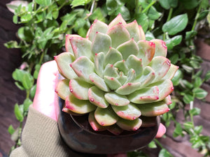 Echeveria La jolla (rooted with pot) | 拉霍亚爪 (已服盆)