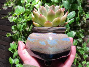 Echeveria La jolla (rooted with pot) | 拉霍亚爪 (已服盆)