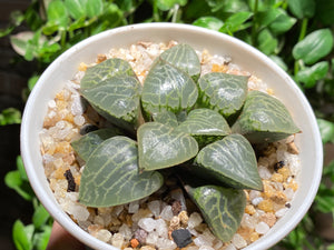 Haworthia emelyae var. comptoniana (rooted with pot) | 水晶康平101 (已服盆)