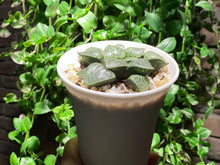 Load image into Gallery viewer, Haworthia emelyae var. comptoniana (rooted with pot) | 水晶康平101 (已服盆)
