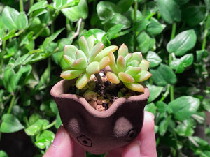 Sedeveria Markus (rooted with pot) | 马库斯 (已服盆)