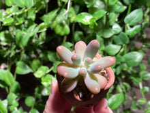 Load image into Gallery viewer, Sedum pachyphyllum (rooted with pot) | 乙女心 (已服盆)
