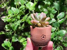 Load image into Gallery viewer, Sedum pachyphyllum (rooted with pot) | 乙女心 (已服盆)

