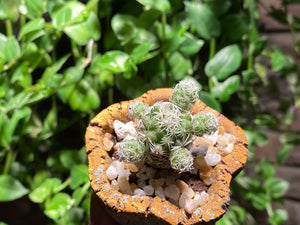 Mammillaria gracilis PFEIFF var.fragilis (rooted with pot) | 银手指 (已服盆)