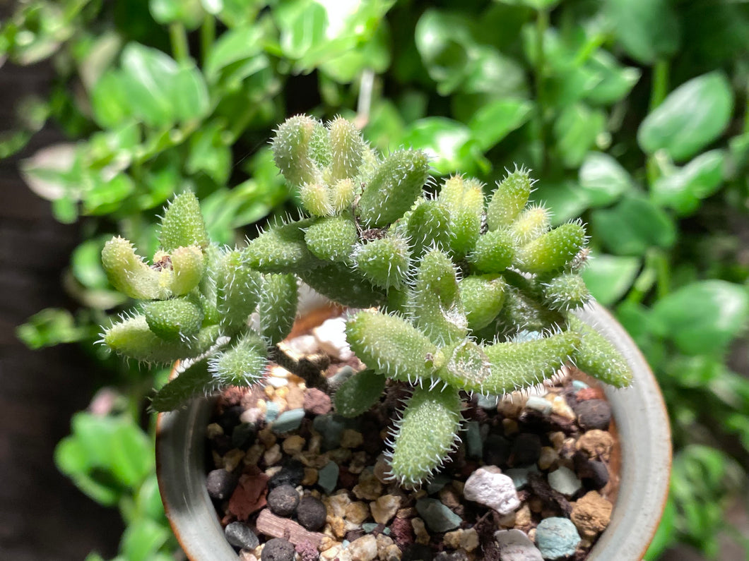 Delosperma echinatum variegated (rooted with pot) | 雷童锦 (已服盆)