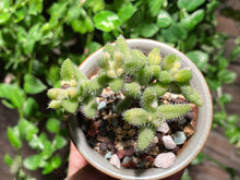 Load image into Gallery viewer, Delosperma echinatum variegated (rooted with pot) | 雷童锦 (已服盆)

