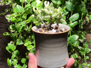 Delosperma echinatum variegated (rooted with pot) | 雷童锦 (已服盆)