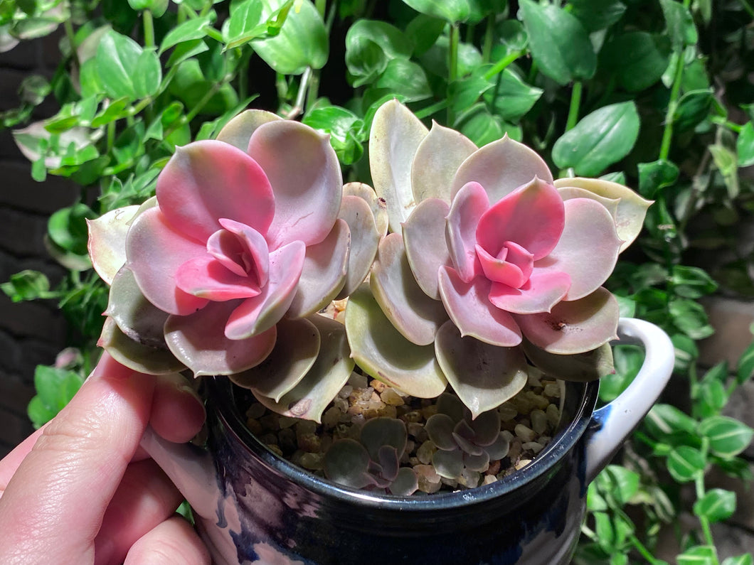 【Pickup ONLY】Echeveria Rainbow (rooted with pot) | 彩虹 (已服盆)