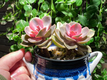 Load image into Gallery viewer, 【Pickup ONLY】Echeveria Rainbow (rooted with pot) | 彩虹 (已服盆)
