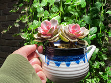 Load image into Gallery viewer, 【Pickup ONLY】Echeveria Rainbow (rooted with pot) | 彩虹 (已服盆)

