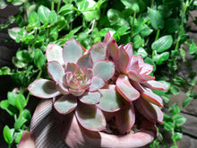 Load image into Gallery viewer, Echeveria hera (rooted with pot) | 赫拉 (已服盆)
