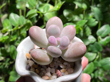 Load image into Gallery viewer, Pachyphytum spp. (rooted with pot) | 奶酪 (已服盆)
