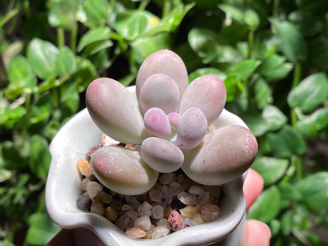 Pachyphytum spp. (rooted with pot) | 奶酪 (已服盆)