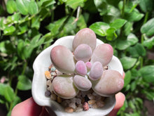 Load image into Gallery viewer, Pachyphytum spp. (rooted with pot) | 奶酪 (已服盆)
