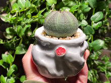 Load image into Gallery viewer, Euphorbia obesa (rooted with pot) | 布纹球 (已服盆)
