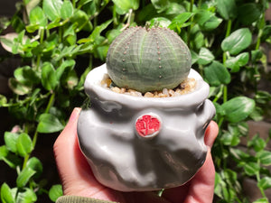 Euphorbia obesa (rooted with pot) | 布纹球 (已服盆)