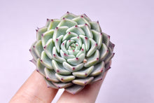 Load image into Gallery viewer, Echeveria Sarahime SP | 莎罗姬牡丹杂
