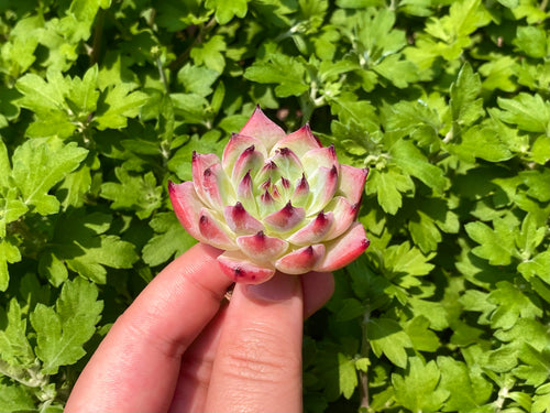 Echeveria chihuahuaensis