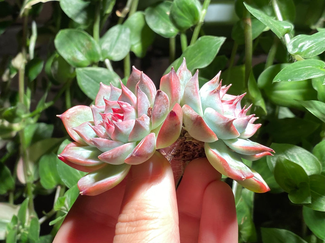 Echeveria chihuahuaensis hyb. cluster (Peach) | 水蜜桃