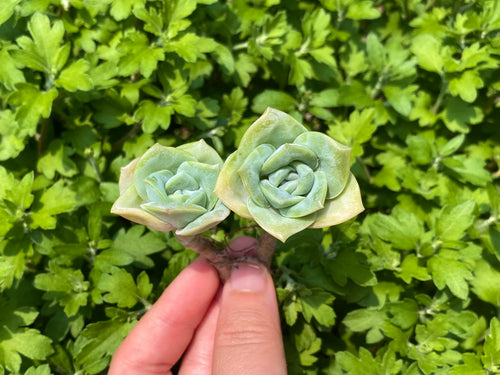 Echeveria Lovely Rose