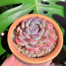 Load image into Gallery viewer, Echeveria ‘Suryeon’ | 莎莎女王
