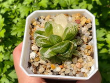 Load image into Gallery viewer, Variegated Haworthia (rooted with pot) | 苏州玉露锦 (已服盆)
