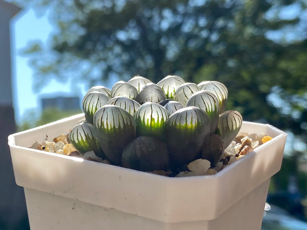 ice lantern succulent Copy of Haworthia Cooperi 'Ice lantern'(rooted with pot)