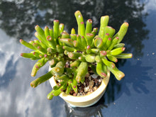 Load image into Gallery viewer, Crassula Obliqua&#39; Gollum (rooted with pot)
