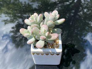 Cotyledon orbiculata (rooted with pot) | 乒乓福娘 (已服盆)