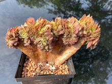 Load image into Gallery viewer, aeonium-halloween-crested
