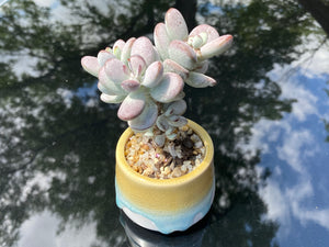 Cotyledon orbiculata (rooted with pot) | 乒乓福娘 (已服盆)