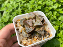 Load image into Gallery viewer, Haworthia splendens aries (rooted with pot) 
