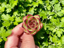 Load image into Gallery viewer, Echeveria Moon Stone flower
