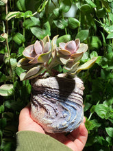 Load image into Gallery viewer, Echeveria Rainbow (rooted with pot) | 彩虹 (已服盆)
