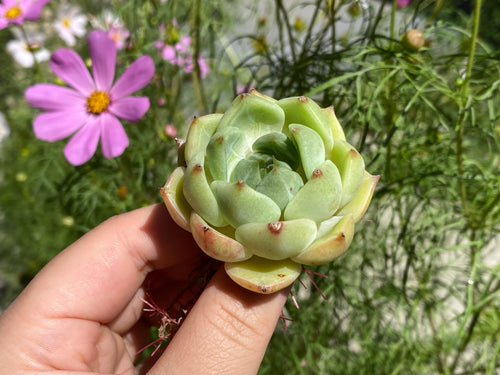 echeveria Moonlight - Single head