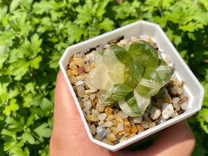 Variegated Haworthia (rooted with pot) | 苏州玉露锦 (已服盆)