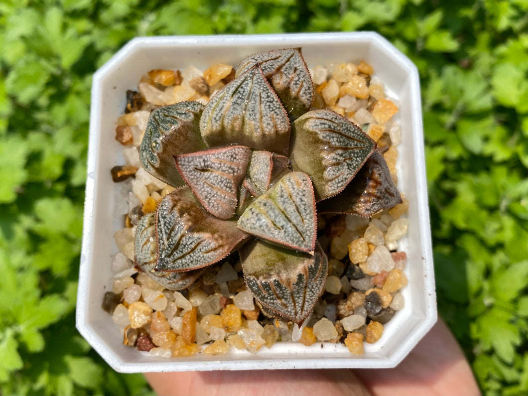 Haworthia splendens aries (rooted with pot) 