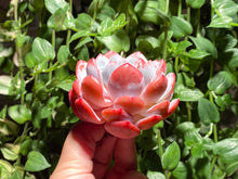 Load image into Gallery viewer, Echeveria Monroe - Large | 橙梦露 - 大
