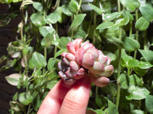 Load image into Gallery viewer, Echeveria &#39;Viyant&#39; Cluster | 雪爪群
