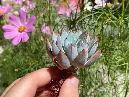 Echeveria Yeomiwol 