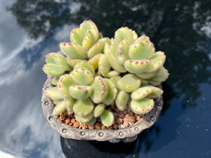 Cotyledon tomentosa f. variegata (rooted with pot) | 白熊 (已服盆)