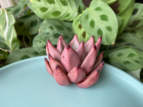 Echeveria agavoides Romeo