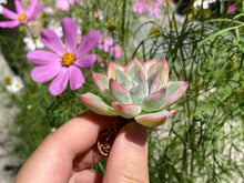 Load image into Gallery viewer, Echeveria moon fairy
