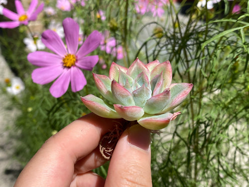 Echeveria moon fairy