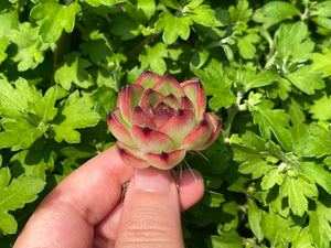 Echeveria Moon Stone