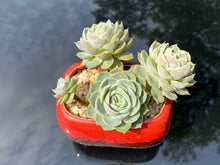 Load image into Gallery viewer, echeveria-onslow-rooted-with-pot2
