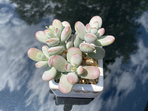 Cotyledon orbiculata (rooted with pot) | 乒乓福娘 (已服盆)